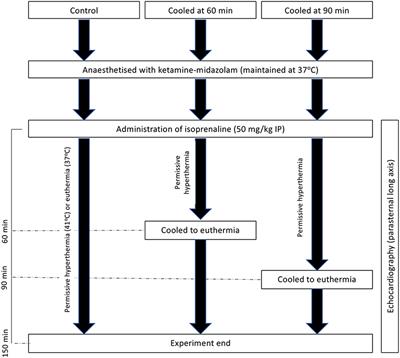 Hyperthermia as a trigger for Takotsubo syndrome in a rat model